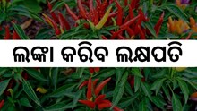 ଲଙ୍କା କରିବ ଲକ୍ଷପତି , ଜାଣନ୍ତୁ ଚାଷର ଉପାୟ... ଲଙ୍କା କରିବ ଲକ୍ଷପତି , ଜାଣନ୍ତୁ ଚାଷର ଉପାୟ...