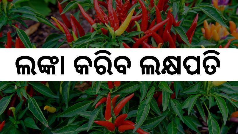 Know how to do chilli farming