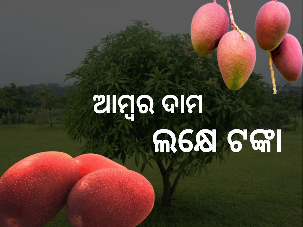 Odisha Farmer Grows World's Costliest Miyazaki Mango