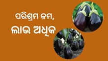 କମ ବ୍ୟୟରେ ଅଧିକ ଲାଭ ଦିଏ ବାଇଗଣ ଚାଷ  କମ ବ୍ୟୟରେ ଅଧିକ ଲାଭ ଦିଏ ବାଇଗଣ ଚାଷ
