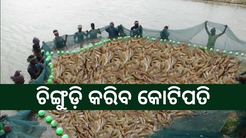Know how to do prawn cultivation