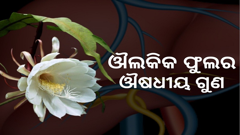Medicinal Benefits Of Brahma Kamal Flower