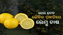 କେତେ ଲାଭ ଦିଏ ଜୈବିକ ପଦ୍ଧତିରେ ଲେମ୍ବୁ ଚାଷ ? ଜାଣନ୍ତୁ... କେତେ ଲାଭ ଦିଏ ଜୈବିକ ପଦ୍ଧତିରେ ଲେମ୍ବୁ ଚାଷ ? ଜାଣନ୍ତୁ...