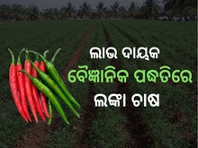 ବୈଜ୍ଞାନିକ ପଦ୍ଧତିରେ କେମିତି କରିବେ ଲଙ୍କା ଚାଷ, ଜାଣନ୍ତୁ... ବୈଜ୍ଞାନିକ ପଦ୍ଧତିରେ କେମିତି କରିବେ ଲଙ୍କା ଚାଷ, ଜାଣନ୍ତୁ...