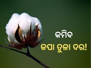 କପା ତୁଳା ଦରେ ବଡ ହ୍ରାସ ଆଶଙ୍କା 