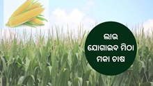 ଏହିପରି ଭାବରେ କରନ୍ତୁ ଉନ୍ନତ ପ୍ରଣାଳୀର ମକା ଚାଷ   ଏହିପରି ଭାବରେ କରନ୍ତୁ ଉନ୍ନତ ପ୍ରଣାଳୀର ମକା ଚାଷ