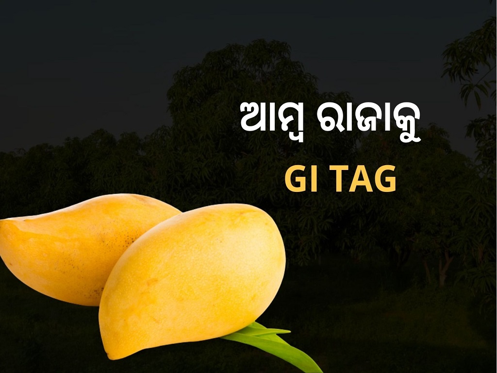 know about gi tag mango in india