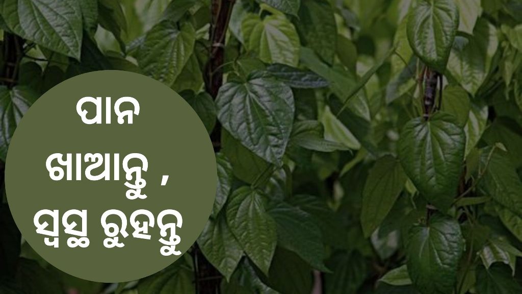 Know about betel leaf benefits
