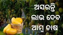 ଜାଣନ୍ତୁ କିପରି କରିବେ ସଠିକ ପ୍ରଣାଳୀରେ ଆମ୍ବ ଚାଷ   ଜାଣନ୍ତୁ କିପରି କରିବେ ସଠିକ ପ୍ରଣାଳୀରେ ଆମ୍ବ ଚାଷ
