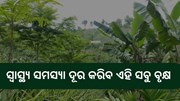 ଶରୀରକୁ ନିରୋଗ ରଖିବ ଏହି ସବୁ ବୃକ୍ଷ 