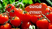 ପକେଟକୁ ମହଙ୍ଗା ମାଡ , କନ୍ଦାଉଛି ଟମାଟୋ 