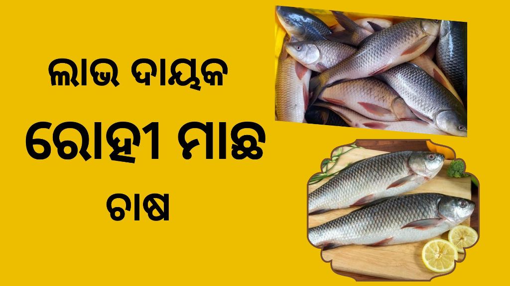 Benefits of rohu fish farming