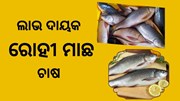 ଏହି ପ୍ରଣାଳୀରେ କରନ୍ତୁ ମାଛ ଚାଷ ,ହେବେ ଲାଭବାନ 