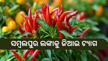 ସମ୍ବଲପୁର ଲଙ୍କାକୁ ଜିଆଇ ଟ୍ୟାଗ ,ଖୁସିରେ ବିଭୋର ଚାଷୀ 