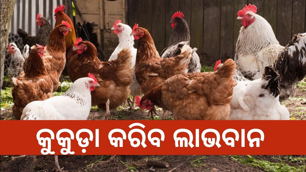 Poultry farming Benefits