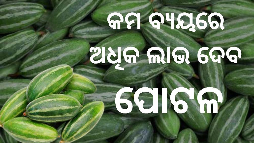 know about Pointed gourd cultivation