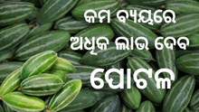 ଚାଷୀଙ୍କ ପାଇଁ ଲାଭଦାୟକ ପୋଟଳ ଚାଷ, କମ ବ୍ୟୟରେ ଦିଏ ଅଧିକ ଲାଭ   ଚାଷୀଙ୍କ ପାଇଁ ଲାଭଦାୟକ ପୋଟଳ ଚାଷ, କମ ବ୍ୟୟରେ ଦିଏ ଅଧିକ ଲାଭ