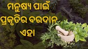 ଶରୀର ପାଇଁ ମହୌଷଧି ଏହି ସବୁ ବୃକ୍ଷ 