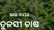 ଚାଷ କରନ୍ତୁ ତୁଳସୀ, ହେବ ଏହି ଲାଭ