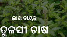 ଚାଷ କରନ୍ତୁ ତୁଳସୀ, ହେବ ଏହି ଲାଭ ଚାଷ କରନ୍ତୁ ତୁଳସୀ, ହେବ ଏହି ଲାଭ