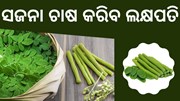 ଅର୍ଥକାରୀ ଫସଲ ସଜନା,କମ ବ୍ୟୟରେ ଦେଇଥାଏ ଅଧିକ ଲାଭ 