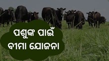ପଶୁ ବୀମା ଯୋଜନା, ଜାଣନ୍ତୁ କଣ ମିଳିବ ଲାଭ   