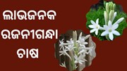 ରଜନୀଗନ୍ଧା ଦେଲା ରୋଜଗାର 