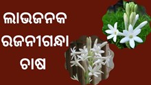 ରଜନୀଗନ୍ଧା ଦେଲା ରୋଜଗାର  ରଜନୀଗନ୍ଧା ଦେଲା ରୋଜଗାର