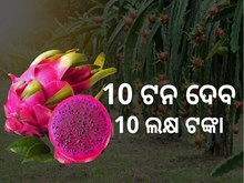 ବିଶ୍ବ ବଜାରରେ ବଢୁଛି ଭାରତୀୟ ଡ୍ରାଗନ ଫଳର ଚାହିଦା ବିଶ୍ବ ବଜାରରେ ବଢୁଛି ଭାରତୀୟ ଡ୍ରାଗନ ଫଳର ଚାହିଦା