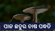 ଗାଁ ଠୁ ନେଇ ସହର ସବୁଠି ବଢୁଛି ପାଳ ଛତୁର କ୍ରେଜ