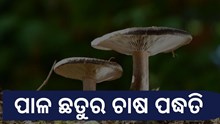 ଗାଁ ଠୁ ନେଇ ସହର ସବୁଠି ବଢୁଛି ପାଳ ଛତୁର କ୍ରେଜ ଗାଁ ଠୁ ନେଇ ସହର ସବୁଠି ବଢୁଛି ପାଳ ଛତୁର କ୍ରେଜ