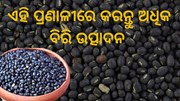 ବର୍ଷା ବଢାଇବ ବିରି ଅମଳ