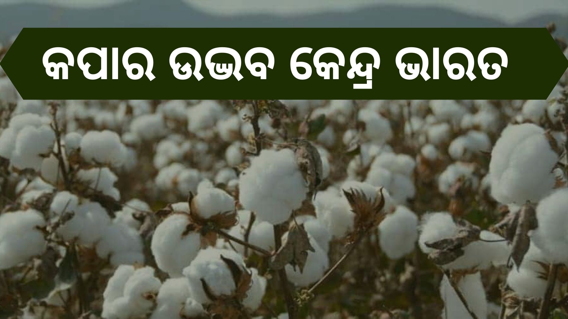 world’s largest cotton producer is India