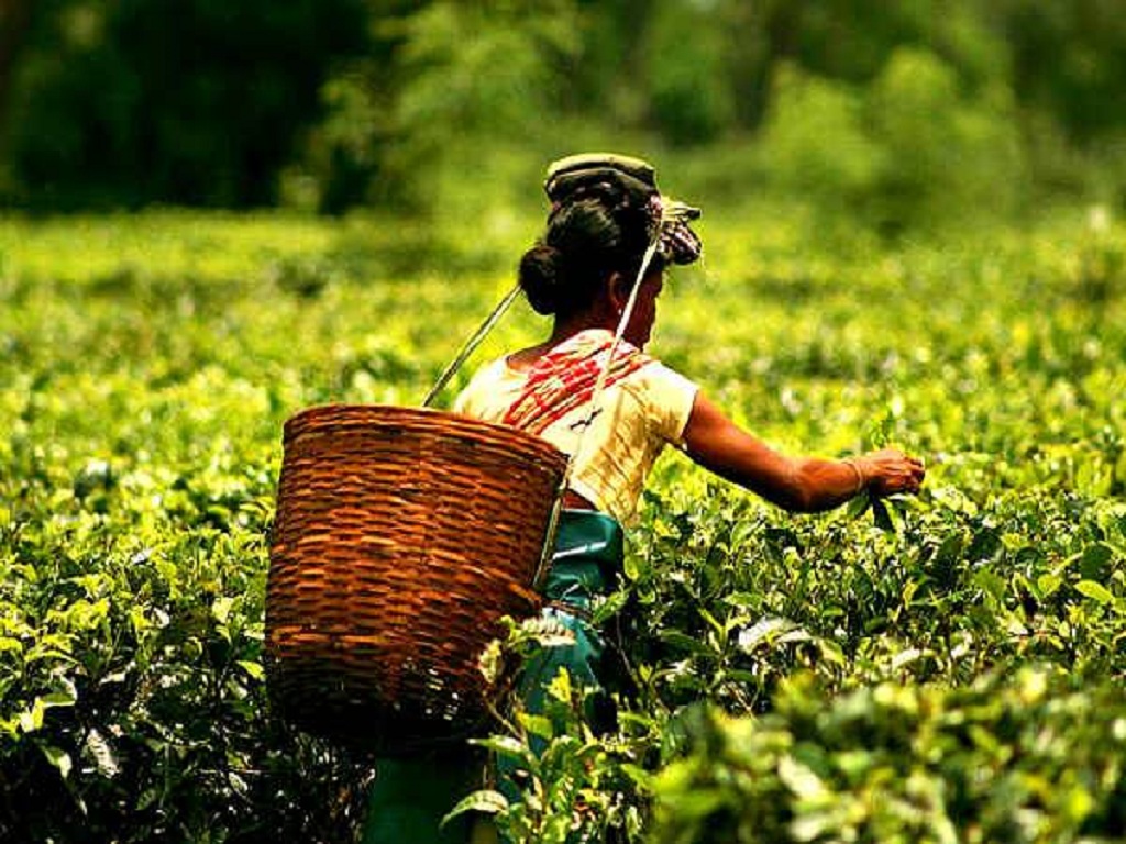 As tea prices in North India auctions rise, Iran begins buying more from Kochi sales