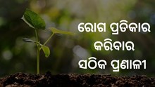 ଏହିଭଳି ଉପାୟରେ କରନ୍ତୁ ଫସଲର ରୋଗ ପ୍ରତିକାର  ଏହିଭଳି ଉପାୟରେ କରନ୍ତୁ ଫସଲର ରୋଗ ପ୍ରତିକାର