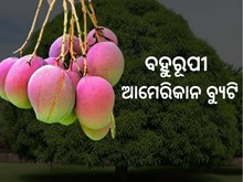 ରଙ୍ଗ ବଦଳାଉଛି ଆମ୍ବ  ! ରଙ୍ଗ ବଦଳାଉଛି ଆମ୍ବ  !
