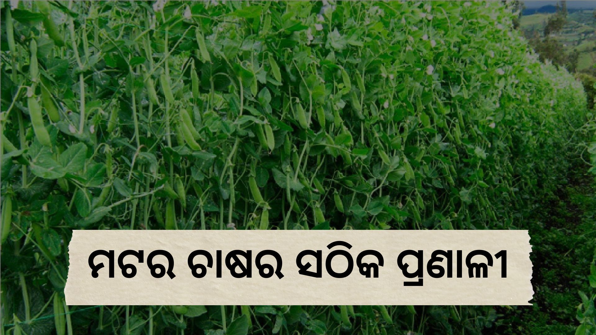 know about pea cultivation