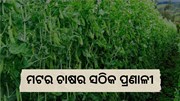 ବୈଜ୍ଞାନିକ ପଦ୍ଧତିରେ କରନ୍ତୁ ମଟର ଚାଷ