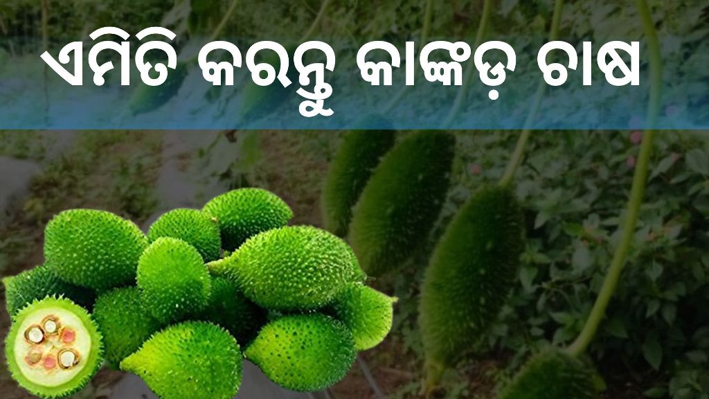spiny gourd cultivation in odisha