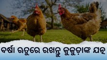 କୁକୁଡ଼ାଙ୍କ ପାଇଁ ବିପଦ ବର୍ଷା ଦିନ 