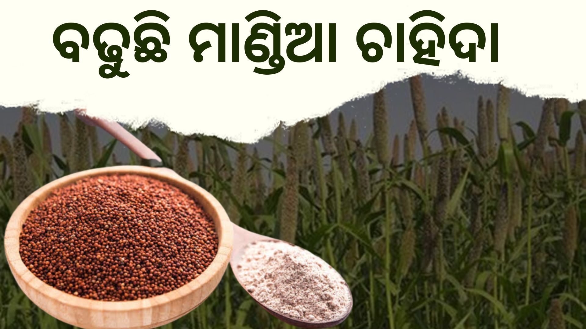 know about all benefits of ragi farming
