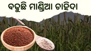 ରୋଜଗାର ଯୋଗାଉଛି ମାଣ୍ଡିଆ, ବଢୁଛି ଆୟ   