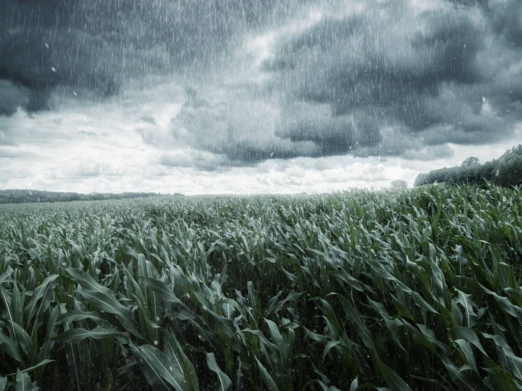 know How to protect crops from rain