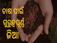 ଭଲ ଫସଲ ଉତ୍ପାଦନ କରାଇବ "ଜିଆ" ଭଲ ଫସଲ ଉତ୍ପାଦନ କରାଇବ "ଜିଆ"