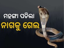 ମଦ ନିଶାରେ ନାଗକୁ କରୁଥିଲେ ଚୁମ୍ବନ, ଚୋଟ ଖାଇ ମେଡିକାଲରେ ଭର୍ତ୍ତି 