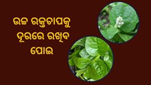 ଶାଗ ଏକ ଗୁଣ ଅନେକ 