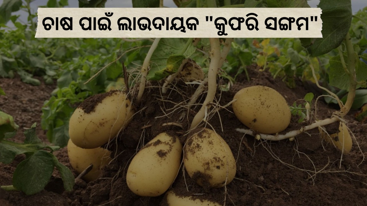 kufri sangam is the best potato variety