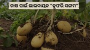  କୁଫରି ସଙ୍ଗମ ଆଳୁର ବଢୁଛି ଚାହିଦା    