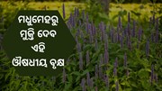 ଅଗଷ୍ଟ ମାସରେ କରନ୍ତୁ ଏହି ଔଷଧୀୟ ବୃକ୍ଷ ଚାଷ 