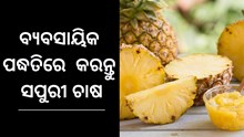 ସପୁରୀ ଚାଷ ଦେବ ନୂଆ ପରିଚୟ, ଆପଣାନ୍ତୁ ଏହି ପ୍ରଣାଳୀ ସପୁରୀ ଚାଷ ଦେବ ନୂଆ ପରିଚୟ, ଆପଣାନ୍ତୁ ଏହି ପ୍ରଣାଳୀ